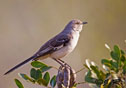 Mimus polyglottos